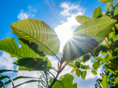 Is Kratom Legal in Colorado? Navigating a Complicated Landscape Is Kratom Legal in Colorado?